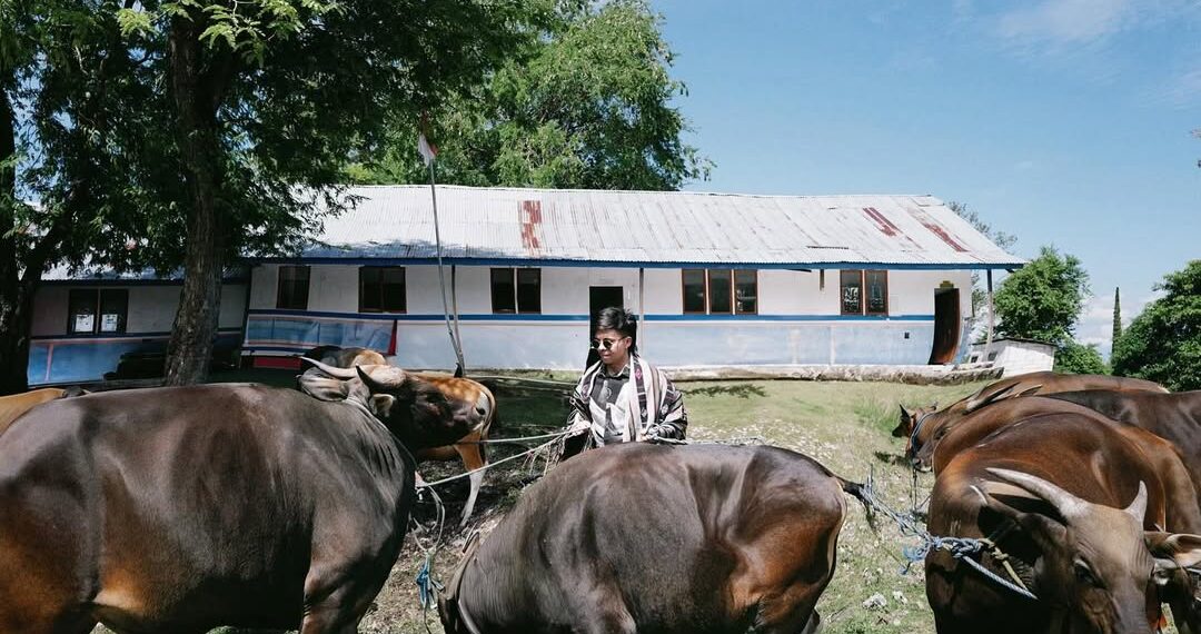 Atta Halilintar berdiri di dekat sapi kurban untuk warga NTT pada Idul Adha 2025
