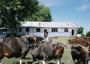 Atta Halilintar berdiri di dekat sapi kurban untuk warga NTT pada Idul Adha 2025