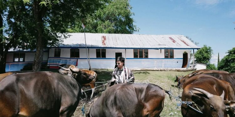 Atta Halilintar berdiri di dekat sapi kurban untuk warga NTT pada Idul Adha 2025