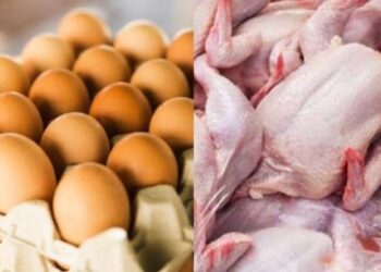 Pasokan Daging Ayam Naik 20% Selama Ramadan dan Idulfitri 2025, Harga Dijaga Stabil