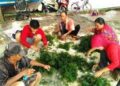 KKP Bangkitkan Budidaya Rumput Laut di Kepulauan Seribu Lewat Percontohan di Pulau Kongsi Kepulauan Seribu