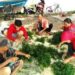 KKP Bangkitkan Budidaya Rumput Laut di Kepulauan Seribu Lewat Percontohan di Pulau Kongsi Kepulauan Seribu