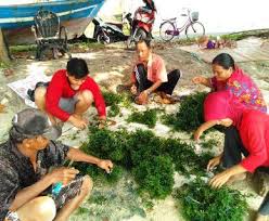 KKP Bangkitkan Budidaya Rumput Laut di Kepulauan Seribu Lewat Percontohan di Pulau Kongsi Kepulauan Seribu