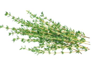 Berlimpah di RI, Daun Ajaib Ini Jadi Rebutan Warga Italia & Jepang