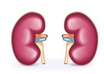 Ciri-ciri Fungsi Ginjal yang Sudah Menurun, Kerap Tak Disadari