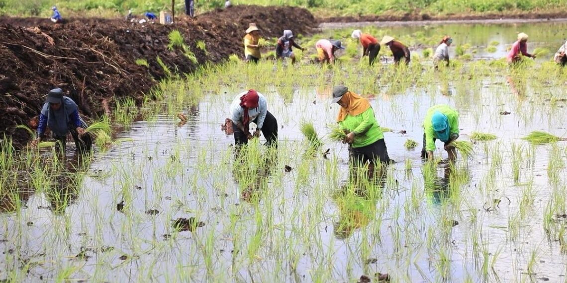 Sektor Pertanian Melesat: Sri Mulyani Soroti Kinerja Positif di Tengah El Nino