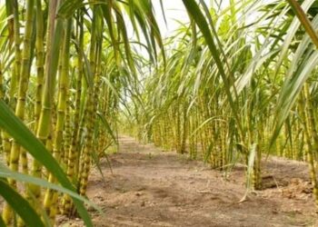 Ini Penyebab Produktivitas Petani Tebu Turun