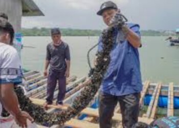 KKP Sukses Kembangkan Modeling Budidaya Lobster di Batam, Pembudidaya Kerang Raih Untung