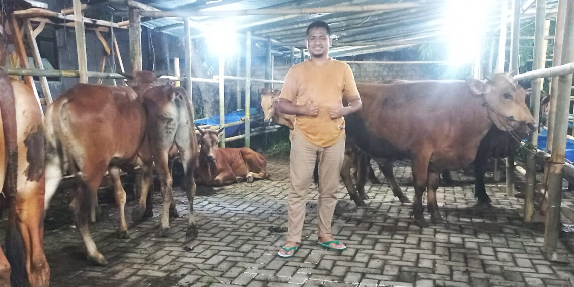 Menjelang Idul Adha, Boy Cowboy Cibinong Bogor Tawarkan Hewan Qurban Sehat dan Berqualitas