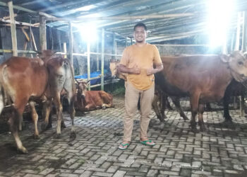 Menjelang Idul Adha, Boy Cowboy Cibinong Bogor Tawarkan Hewan Qurban Sehat dan Berqualitas