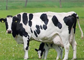 Dilarang Potong Sapi Australia di Masjid