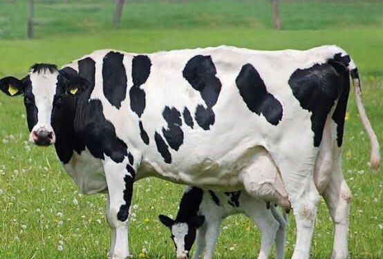 Dilarang Potong Sapi Australia di Masjid