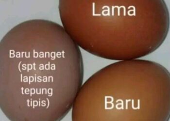 Fakta Ilmiah Cara Bedakan Telur Lama Dengan Telur Baru