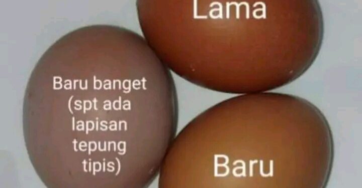 Fakta Ilmiah Cara Bedakan Telur Lama Dengan Telur Baru