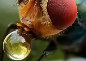 Rahasia Lalat: Muntah Sebelum Makan