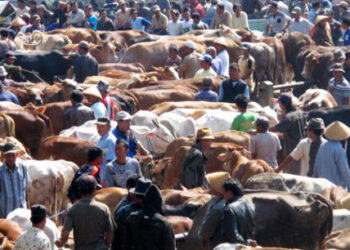 Maroko Larang Kurban Idul Adha