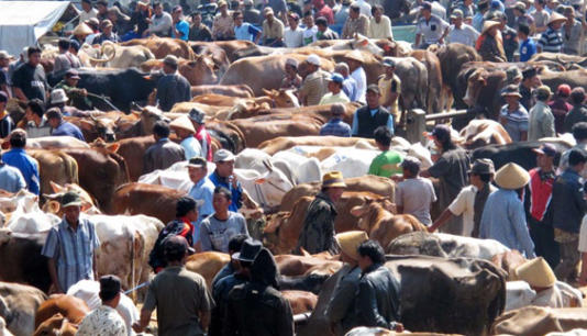 Maroko Larang Kurban Idul Adha