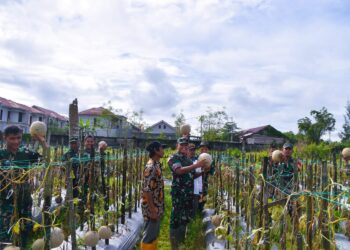 Dandim 1710/Mimika Tinjau Ketahanan Pangan Di Lahan Percontohan Petani Binaan
