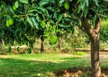 7 Jenis Pohon yang Bisa Merusak Fondasi Rumah