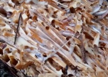 Kuliner Ekstrem Papua: Cacing dan Tambelo