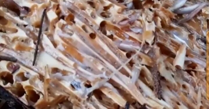 Kuliner Ekstrem Papua: Cacing dan Tambelo