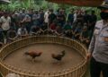 Arena Sabung Ayam Digerebek Polisi di Bangli