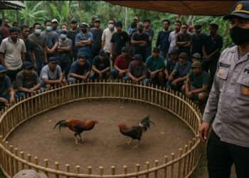 Arena Sabung Ayam Digerebek Polisi di Bangli