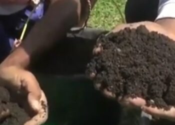 Pupuk Langka, Petani Kesulitan Produksi Tanaman