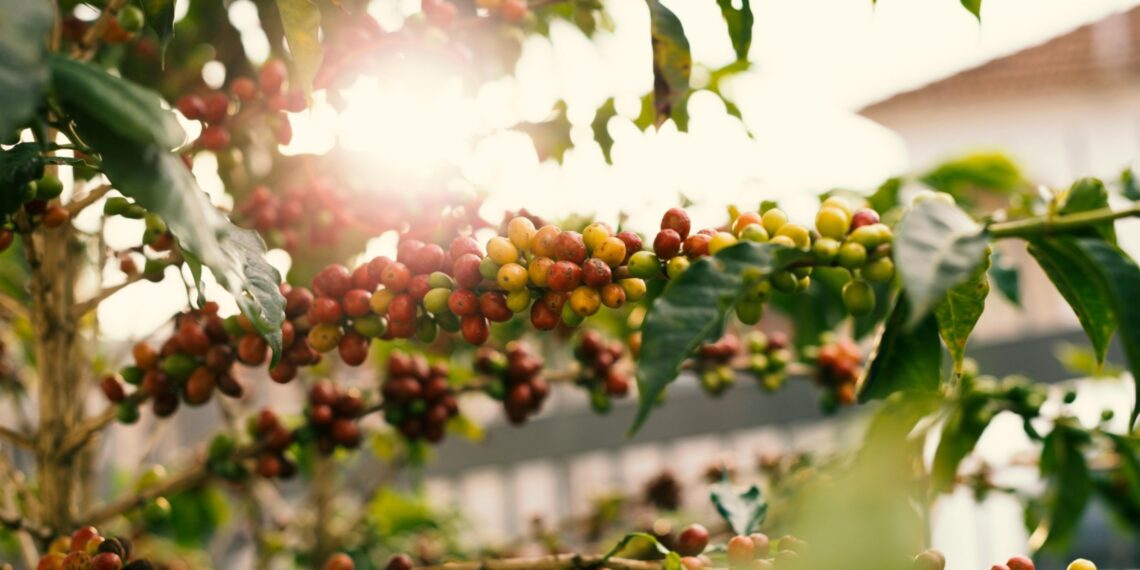 BNI Xpora Dorong UMKM Kopi Tembus Pasar Dunia