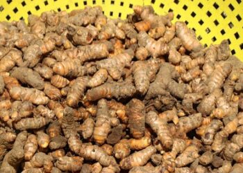 Khasiat Kunyit Bantu Atasi Penyakit Kronis