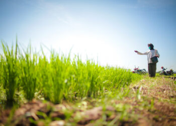 FAO: Produksi Beras Indonesia Tertinggi dalam Tiga Tahun