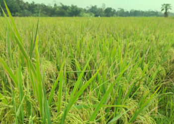 BPS: Produksi Beras Naik 14,49 Persen, Petani Kian Sejahtera