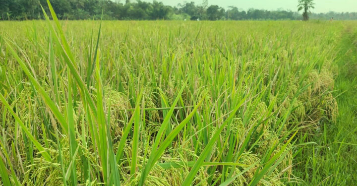 BPS: Produksi Beras Naik 14,49 Persen, Petani Kian Sejahtera