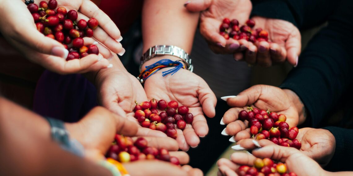 Panen Selektif dan Inovasi Jadi Kunci Kopi Berkualitas