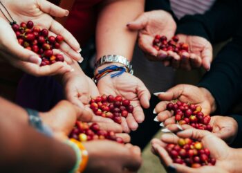 Panen Selektif dan Inovasi Jadi Kunci Kopi Berkualitas