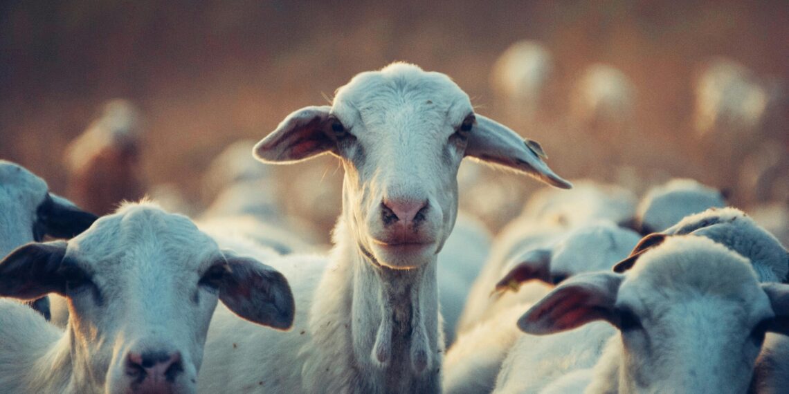 Idul Adha dan Risiko Kolesterol: Ini Pesan Ahli Kesehatan UNAIR