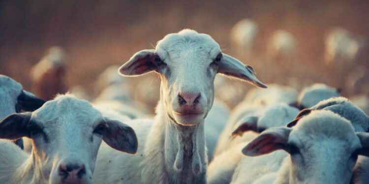 Idul Adha dan Risiko Kolesterol: Ini Pesan Ahli Kesehatan UNAIR