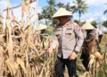 Dukung Ketahanan Pangan Nasional, Polres Malang Panen Jagung Seluas 3.600 Meter