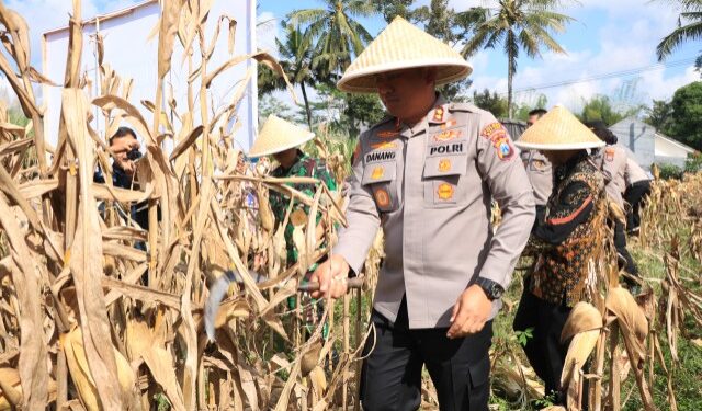 Dukung Ketahanan Pangan Nasional, Polres Malang Panen Jagung Seluas 3.600 Meter