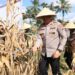 Dukung Ketahanan Pangan Nasional, Polres Malang Panen Jagung Seluas 3.600 Meter