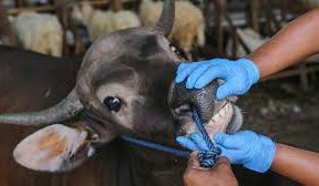 Idul Adha 2025, Antusiaskah Masyarakat Berkurban?