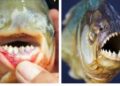 Perbedaan Ikan Bawal dan Piranha Terungkap