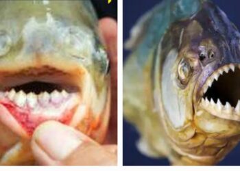 Perbedaan Ikan Bawal dan Piranha Terungkap