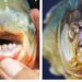 Perbedaan Ikan Bawal dan Piranha Terungkap