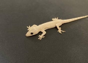 6 Tips Ampuh Basmi Cicak di Rumah Tanpa Bahan Kimia