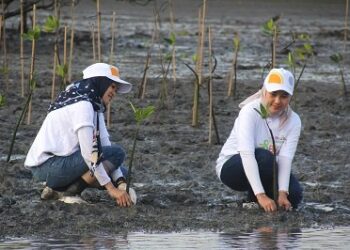 BNI Perkuat Komitmen Lingkungan Lewat Konservasi Mangrove