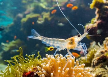 Manfaat dan Bahaya Udang bagi Kesehatan