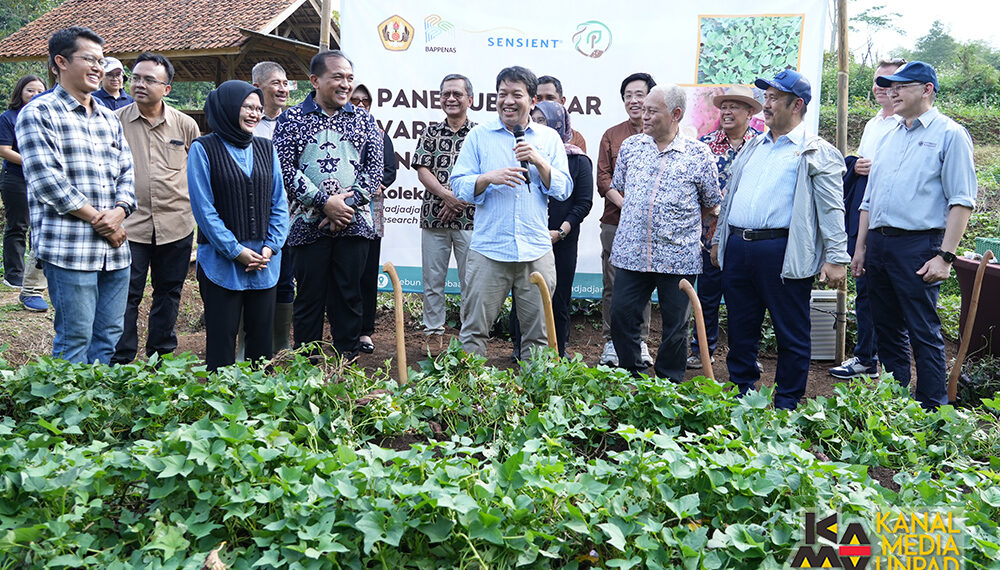 Riset Ubi Jalar Unpad Jadi Sorotan Nasional dan Global