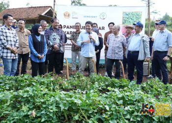 Riset Ubi Jalar Unpad Jadi Sorotan Nasional dan Global