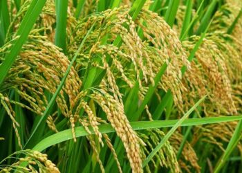 Pertanian Jadi Penyelamat Ekonomi Nasional di Kuartal I-2025